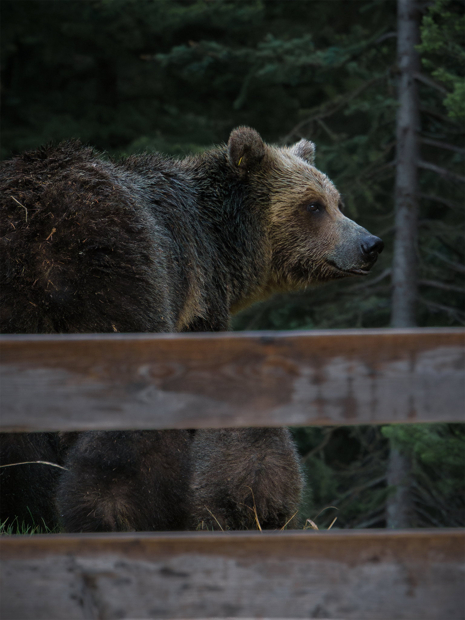 A bear walking along the shore of Moraine Lake in Banff National Park.