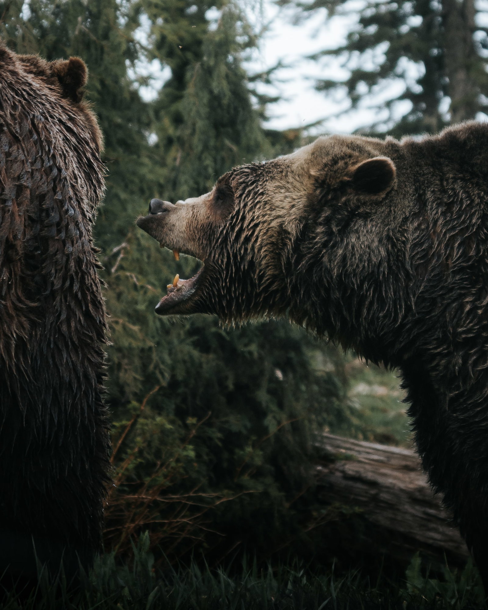 Grizzly bear growling