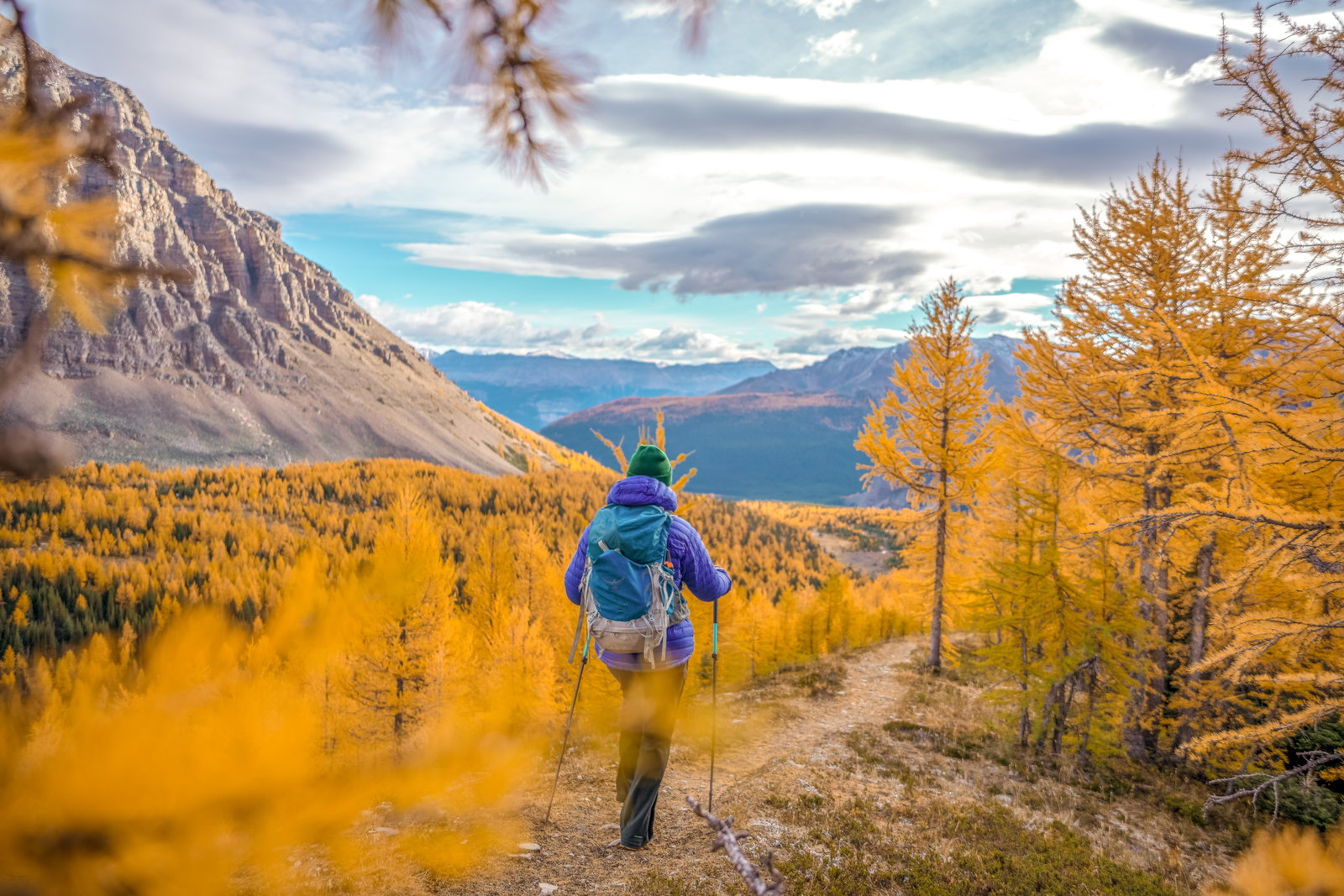A hiker walking through a field of golden larches in Larch Valley, Banff National Park.
