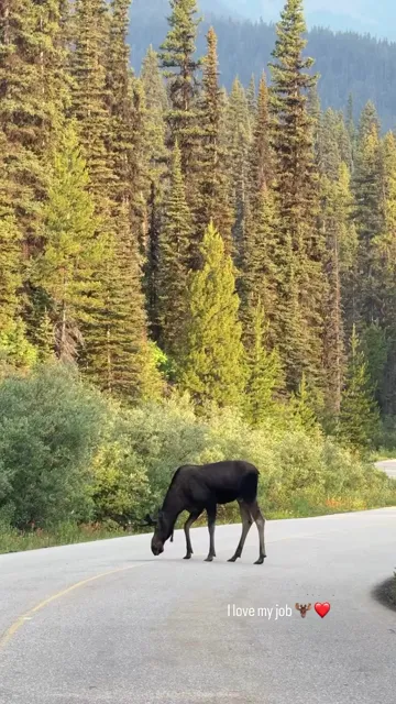 Moose walking beside a forest road in Banff National Park