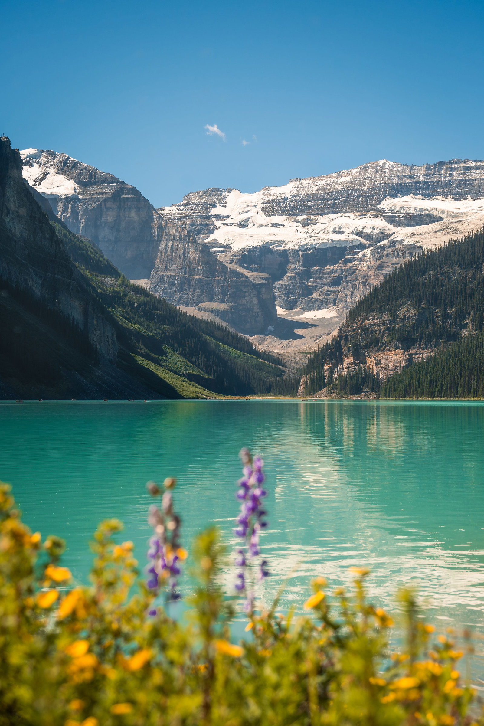 Lake Louise flora