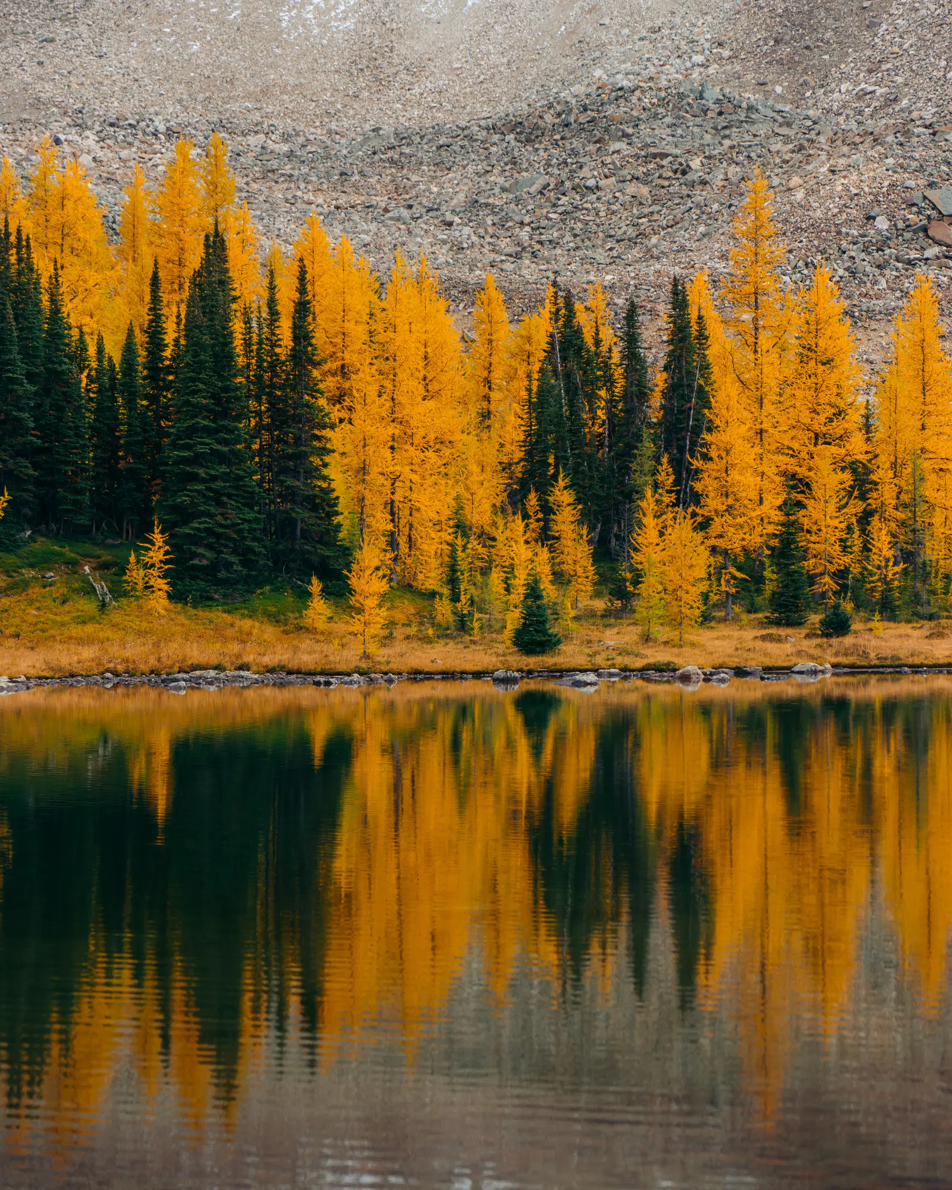 A view of larch trees at the lakeshore of Moraine Lake in Banff National Park.
