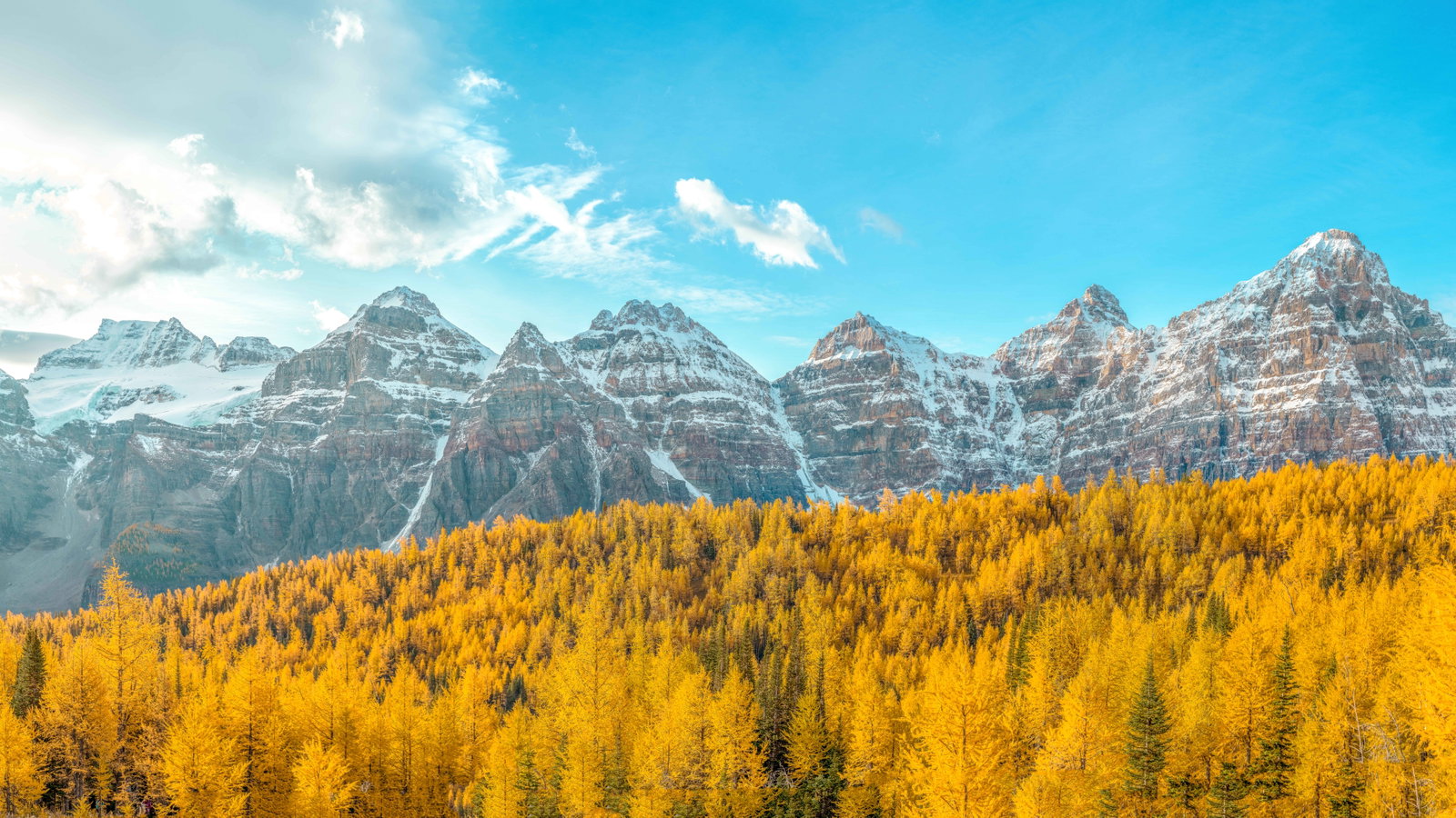 Beauiful landscape of larches in the mountains with a clear blue sky