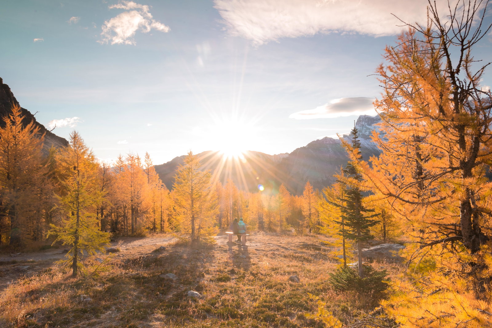 Larches in the sun with a clear blue sky