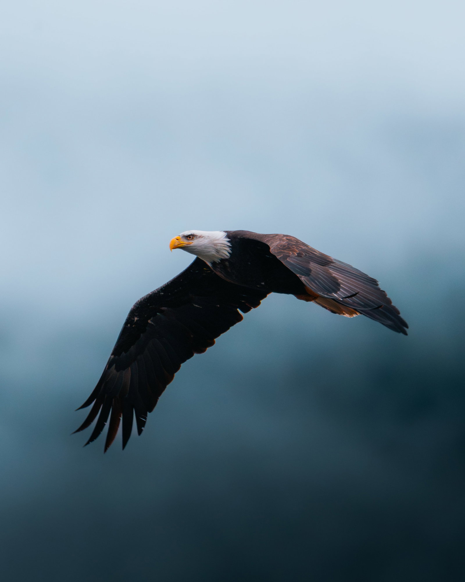 Moraine Lake eagle