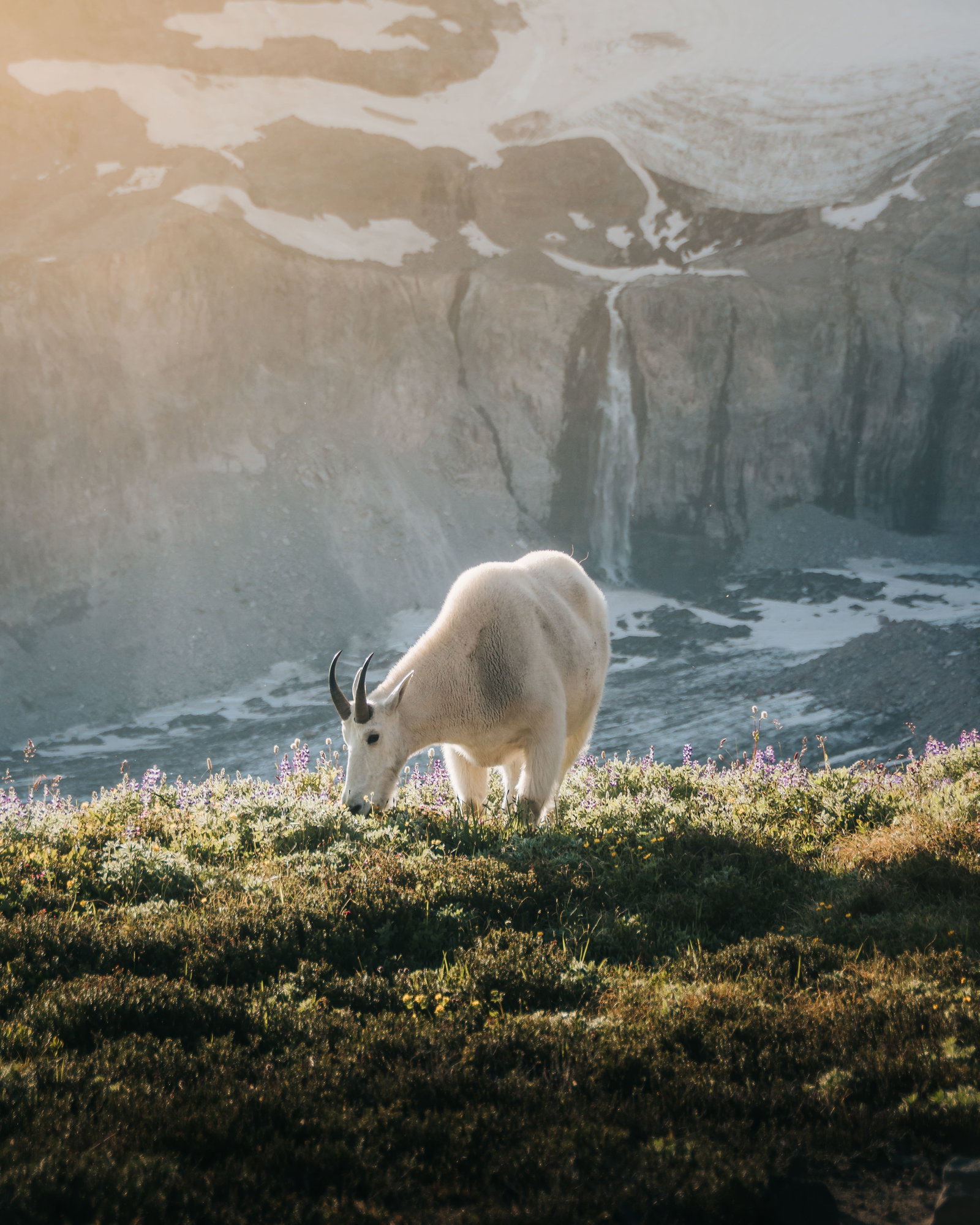 Moraine Lake goat