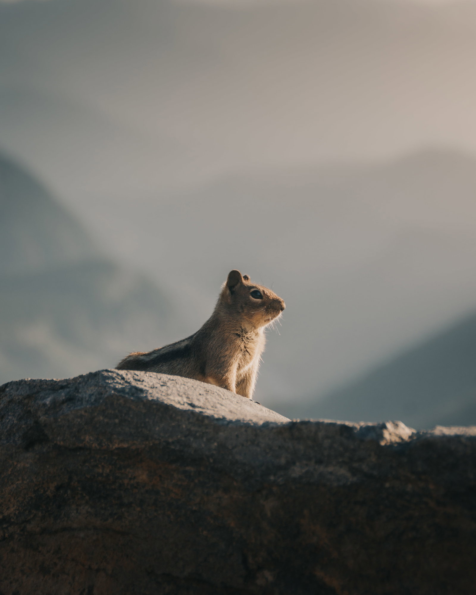 Moraine Lake pika