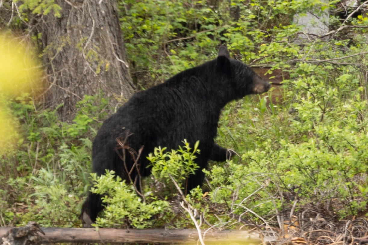 Black bear walking through the forest in Banff National Park