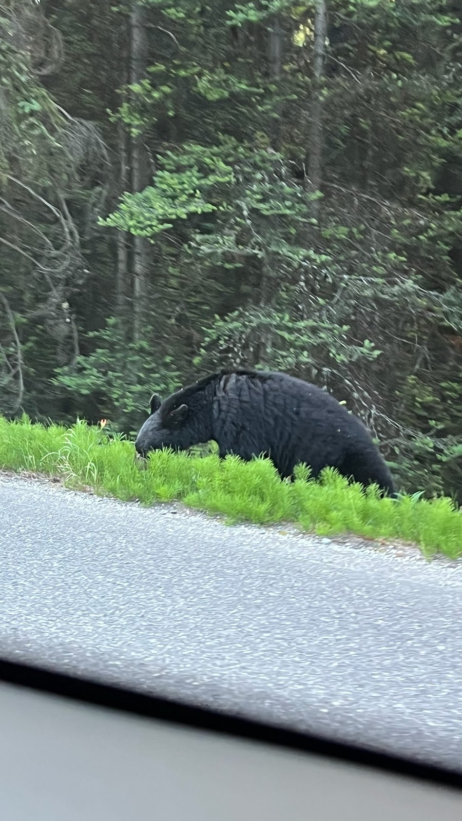 Black bear cub walking beside a forest road between Moraine Lake and Lake Louise