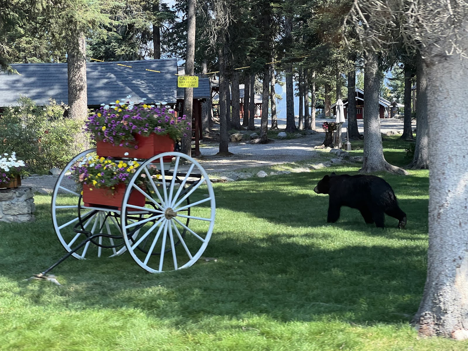 Black bear walking on the grass near a mountain lodge in Banff National Park