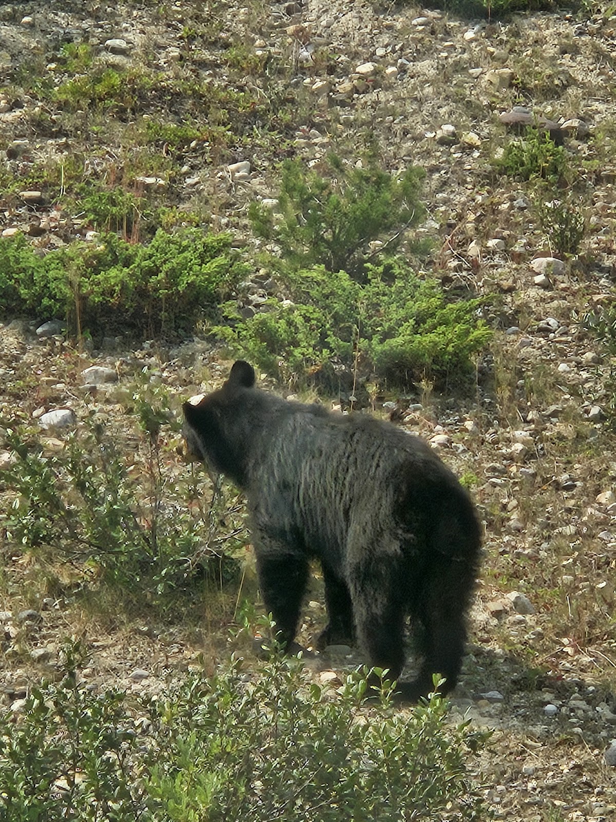 Black bear walking across a rocky mountainside in Banff National Park