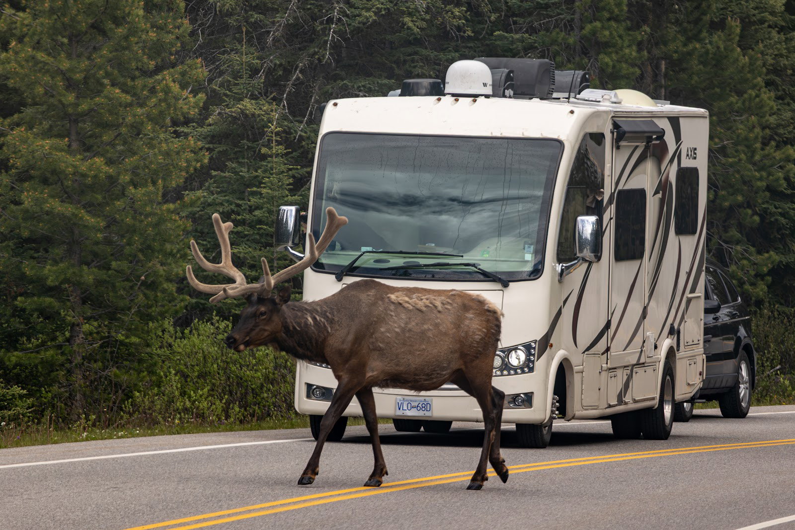 Bull elk crossing a road in Banff National Park in front of an RV