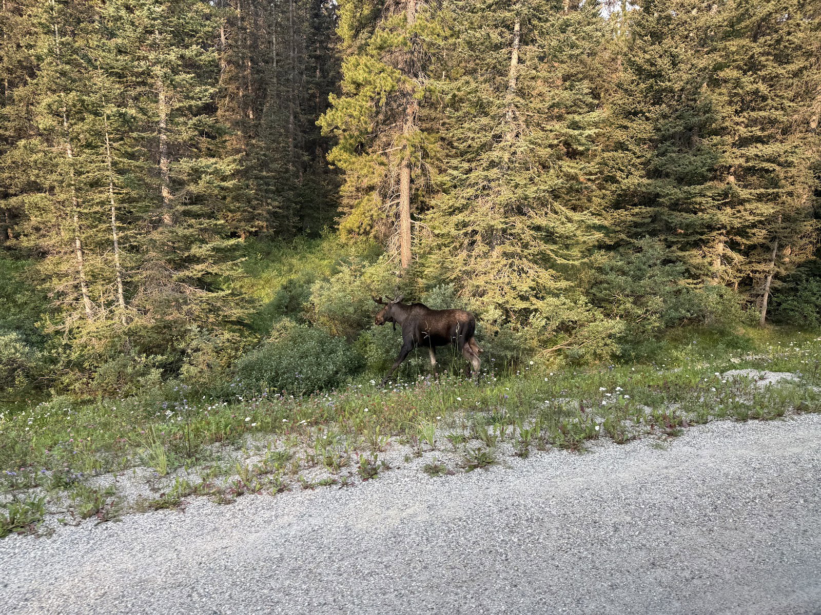 Moose walking beside a forest road in Banff National Park